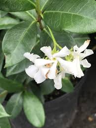 Check spelling or type a new query. Buy Madison Confederate Jasmine Trachelospermum Jasminoides Online In Vietnam B0053zo7fg
