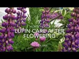 We did not find results for: How To Care For Lupins After Flowering Youtube