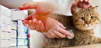 In both cases, it will only take 5 to 10 mints to. Benadryl For Cats What Is This Drug For And Is It Safe