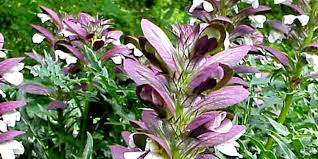 Image result for Aeollanthus pubescens