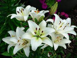 Casablanca Lily Night Blooming Flowers Lily Flower Growing Lilies