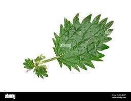 Image result for Urtica urens