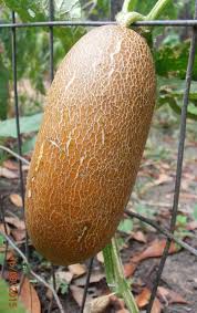 Image result for Cucumis meeusei