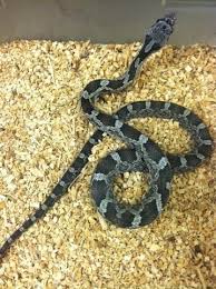Black And Yellow Snake Texas Anerythristic Texas Ratsnake Bhb Reptiles Rat Snake Pet Snake Tortoise As Pets