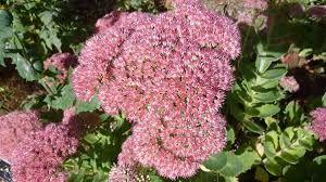 To divide clumps of autumn joy, cut the stems down to about 6 inches in the spring, and water the plants well for a couple of days before dividing. How To Grow Sedum Autumn Joy For Fall Color Dengarden
