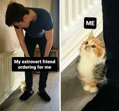 Pin By Ceilidh Lyle On Cats Really Funny Memes Funny Relatable Memes Stupid Funny Memes