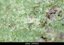 Image result for Tetranychidae grapevine