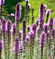 These hardy lavenders perform well for northern gardeners, overwintering to zone 5. Summer Blooming Plants 25 Favorites For Long Season Color