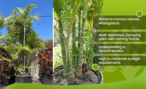 Image result for Dypsis