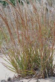 Image result for Schizachyrium jeffreysii