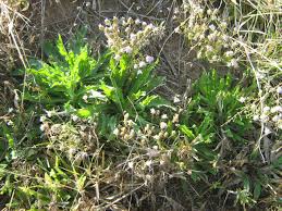 Image result for Melanospermum foliosum