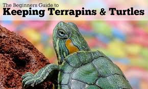But just because the turtle is small doesn't mean that. The Beginners Guide To Keeping Terrapins Turtles Pbs Pet Travel