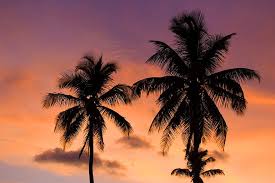 147 free images of palm tree silhouettes. Tropical Sunset Palm Tree Silhouette Tropical Sunset Silhouette Summer Landscape Palms Vacation Pikist