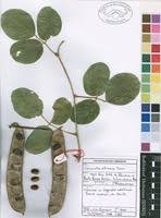 Image result for Canavalia africana