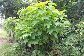 Image result for Jatropha curcas