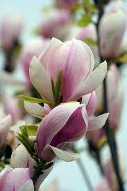 Tulip Flower Or Japanese Magnolia Magnolia Flower Japanese Magnolia Tulips Flowers