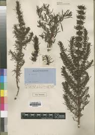 Image result for Anthospermum