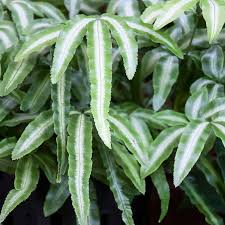 Image result for Pteris cretica