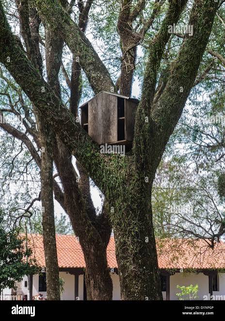 A wooden monkey house made for monkeys that live in a public park in a  small town in Paraguay is placed in the crouch of a tree Stock Photo - Alamy