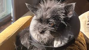 Fundraiser by Amra Brooks : Help Cricket Dreamboat's Ulcerative Stomatitus!