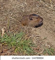 Botta (or bottae) honors italian paolo emilio botta, a 19th century naturalist. Bottas Pocket Gopher Peeks Out Burrow Stock Photo Edit Now 144780004