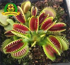 The venus flytrap (dionaea muscipula) is a carnivorous plant native to subtropical wetlands on the east coast of the united states in north carolina and south carolina. Giant Venus Fly Trap 200 Seeds Neato Matrix