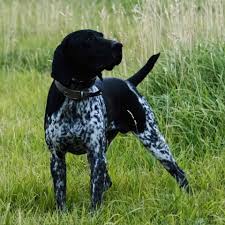 Often, the dogs are taught to point when they find a hiding bird, by staring directly at it and extending the tail backward (one leg may be raised. Teton Bird Dogs Home Facebook