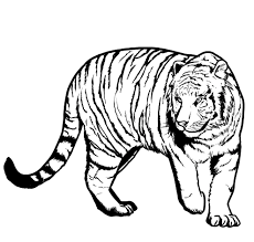Discover all our printable coloring pages for adults, to print or download for free ! Tiger Free Printable Animal Coloring Pages Novocom Top