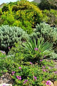 Foxtail Fern Archives Diana S Designs Austin