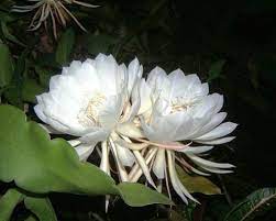 Top 5 Most Expensive Flowers In The World Arena Flowers Arena Flowers