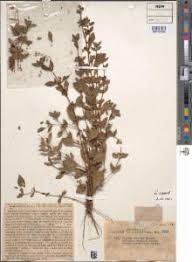 Image result for Bergia ammannioides