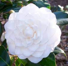 Sea Foam Camellia Giga Pic Camellia Showy Flowers Florida Flowers