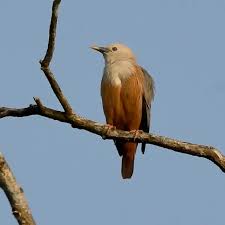 Malabar starling