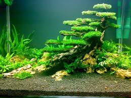 Planted Tank Moss Tree Aquarium Aquascape Aquascaping Susswasseraquarium