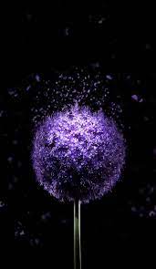 Best high quality amoled wallpapers collection for your phone. 1200x2074 Violet Flower 4k Amoled Wallpaper Purple Flowers Wallpaper Nature Iphone Wallpaper Violet Flower