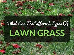 What Are The Different Types Of Lawn Grass Easylawnmowing