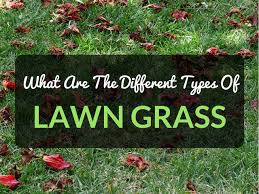 what are the different types of lawn grass easylawnmowing