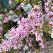 Image result for Annickia ambigua