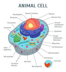 Maybe you would like to learn more about one of these? Image Of An Animal Cell Diagram With Each Organelle Labeled Celula Animal Proyecto Celula Animal Dibujos De Celulas