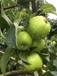 This has to be done to hold their roots still, so they can establish, while at the same time allowing the tree to move. Pin On 10 Fruits