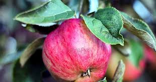 Gambar sketsa buah apel tentu saja bisa anda awali dengan membuat bulatan sebab pola ini merupakan pola utama dari buah apel yang kita tahu memiliki bentuk bulat. Menakjubkan 12 Gambar Apel Merah Sketsa Flickr Photos Tagged Pemandanganalam Picssr Dihalaman Ini Anda Akan Melihat Gambar A Apel Merah Hidangan Penutup Apel