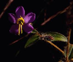 Image result for Antherotoma senegambiensis