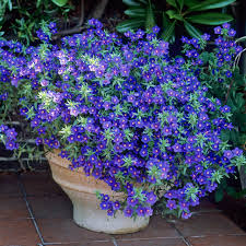 Image result for Anagallis kochii