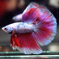 Pin By Sheree Armstrong On Beautiful Betta Fish Betta Betta Fish Halfmoon Betta