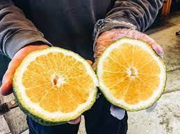 Maybe you would like to learn more about one of these? Jamaican Ugli Fruit What Is The Ugly Orange