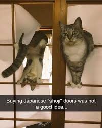 Your cat definitely hears you calling her name, and can even recognize your voice against a stranger's, but the truth of the matter is she doesn't care what you want.a recent study published in the animal cognition journal in july discovered that cats can recognize their owner's voice, but that doesn't mean they will respond to them. 46 Animals Being Jerks Who Will Stop At Nothing To Ruin Your Life