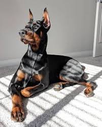 Michelle caminiti is an awesome groomer! paylaş. 54 Dog Style Ideas In 2021 Dogs Pets Cute Animals
