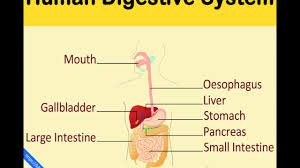 Shannan muskopf june 9, 2020. Digestive System For Kids Human Digestive System Human Body Facts