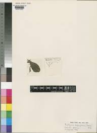 Image result for Rytigynia lewisii