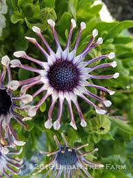 Image result for foto Osteospermum